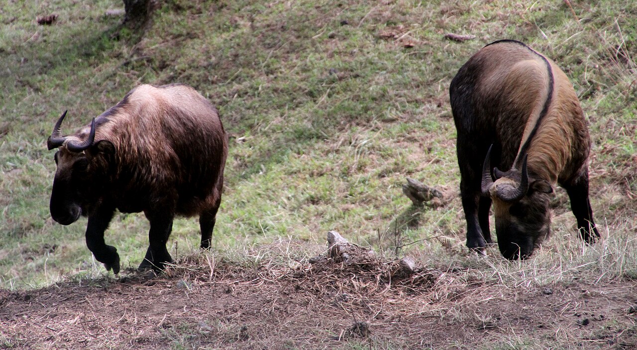 Himalayan Takin reference