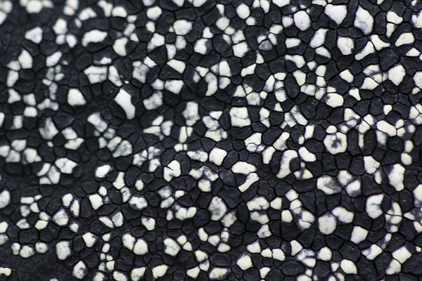 Black Lichen reference