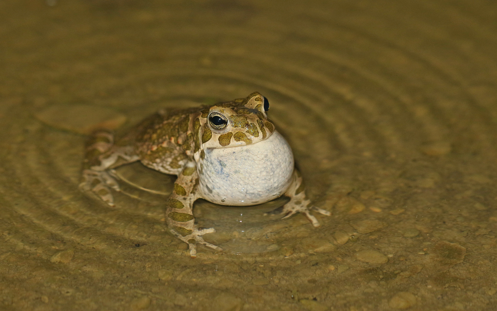Green Toad reference