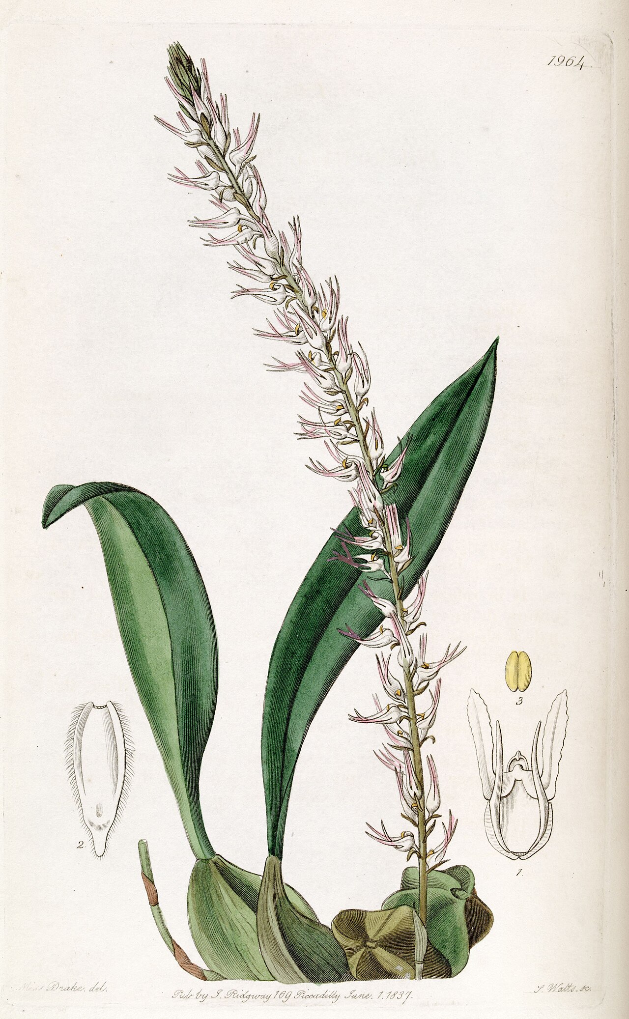Bulbophyllum cocoinum reference