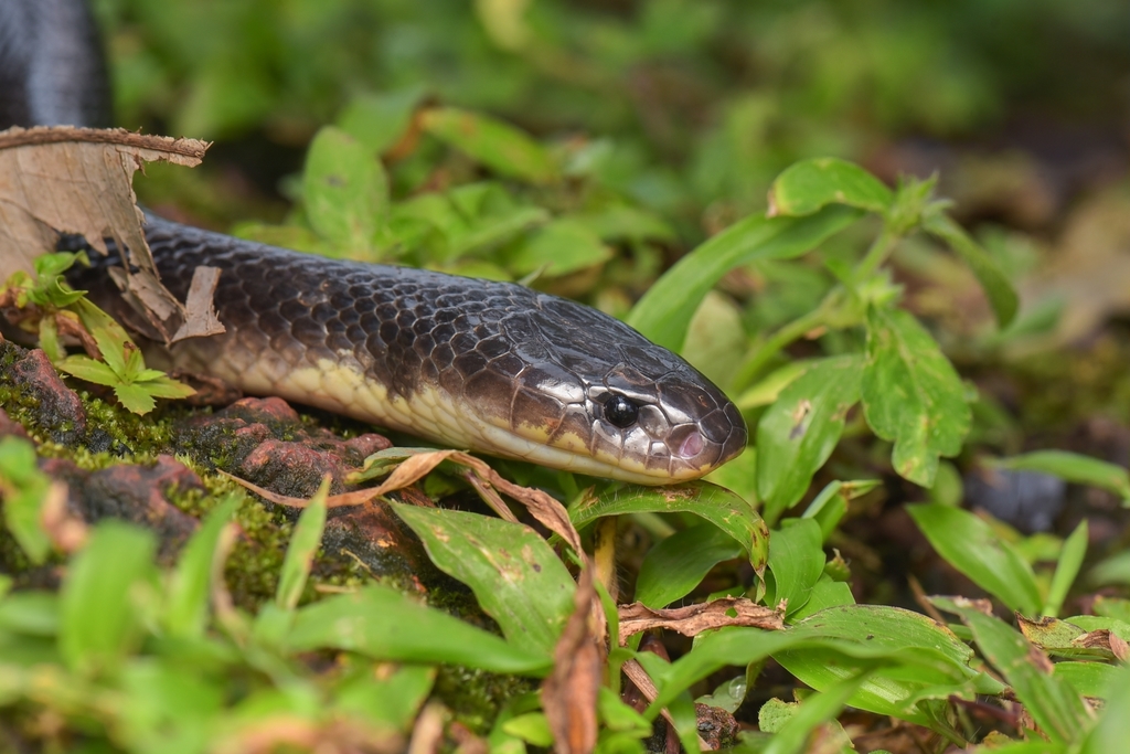 Common Krait reference
