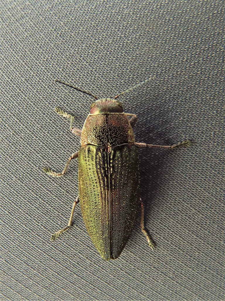 Turpentine Borer reference