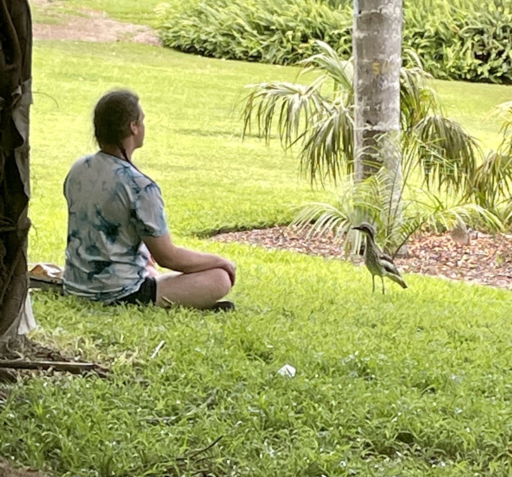 Bush Stone-curlew reference