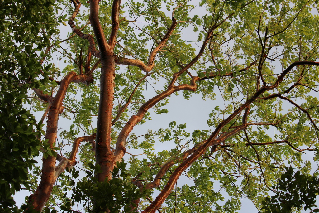 Gumbo Limbo reference