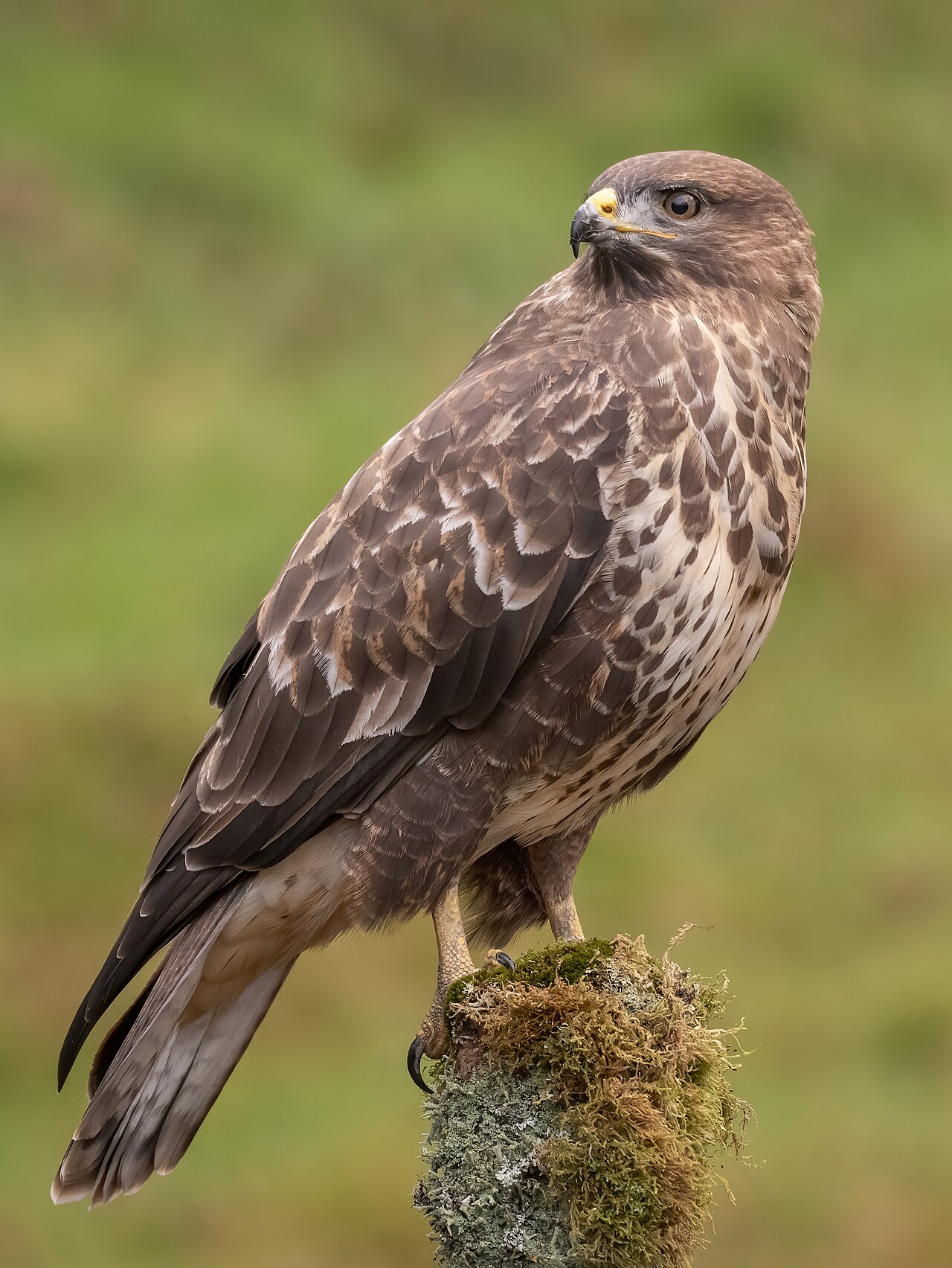 Buteo buteo reference