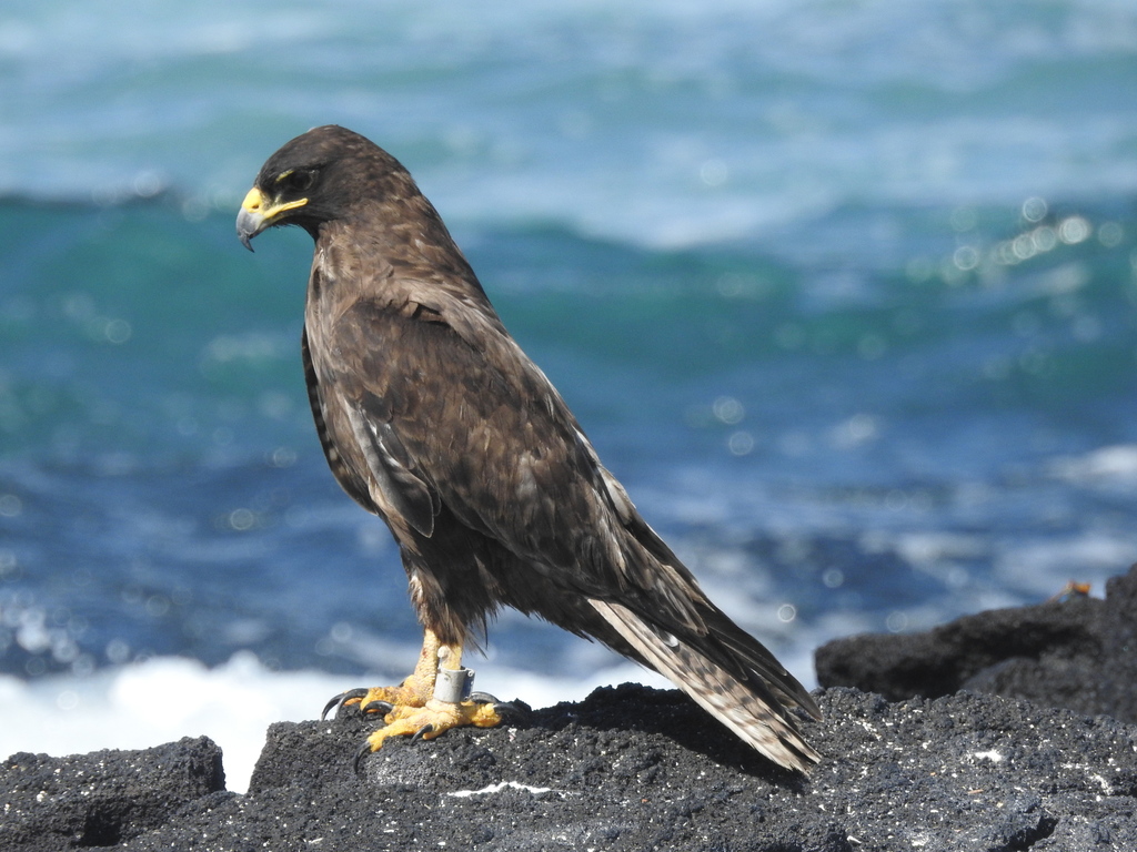 Galápagos Hawk reference