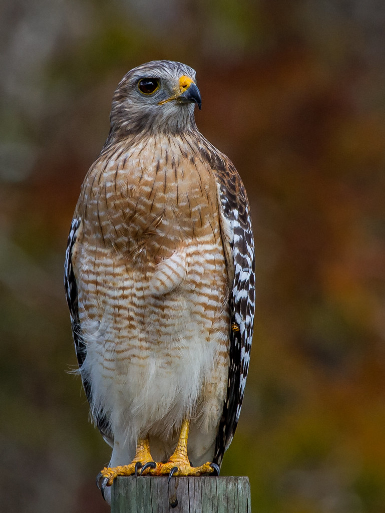 Red-shouldered Hawk reference