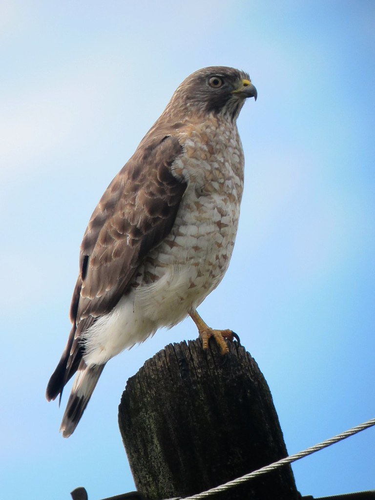 Broad-winged Hawk reference