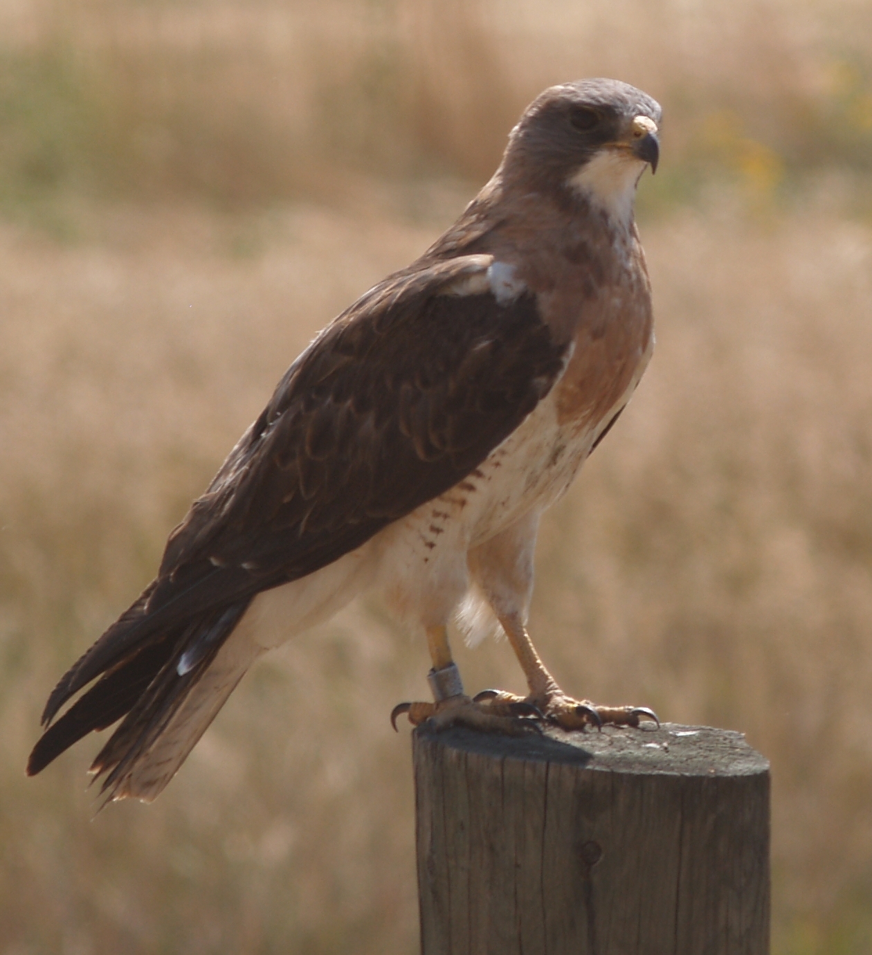 Swainson's Hawk reference
