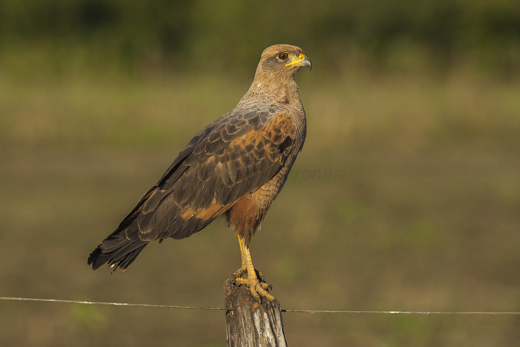 Savanna Hawk reference