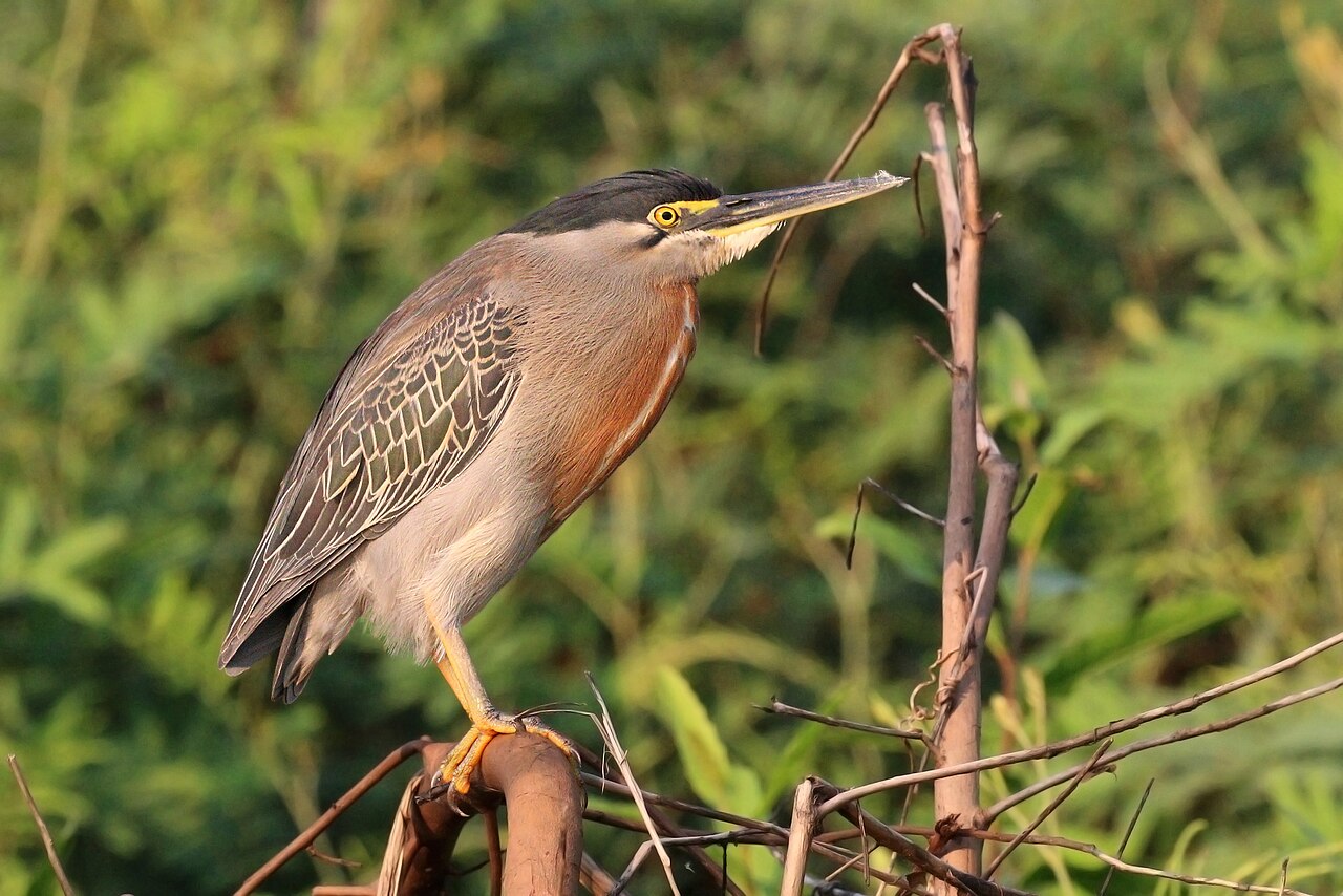Striated Heron reference