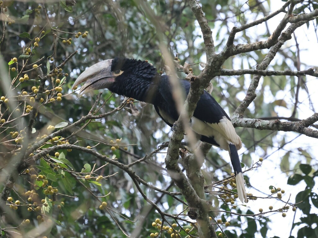 White-thighed Hornbill reference