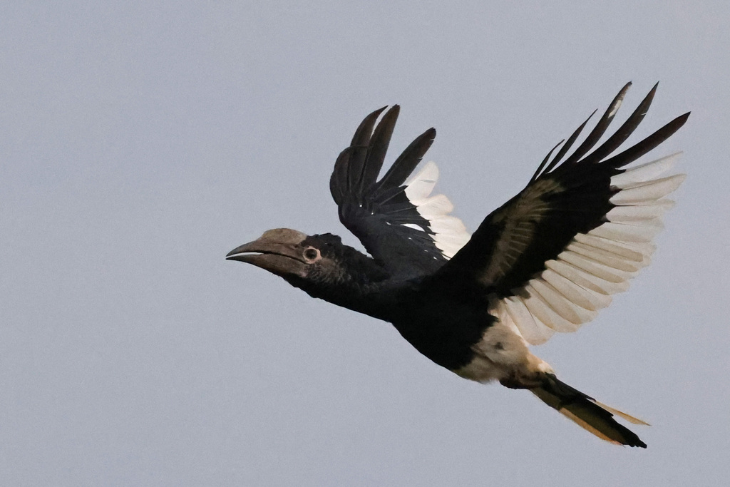 Black-and-white-casqued Hornbill reference