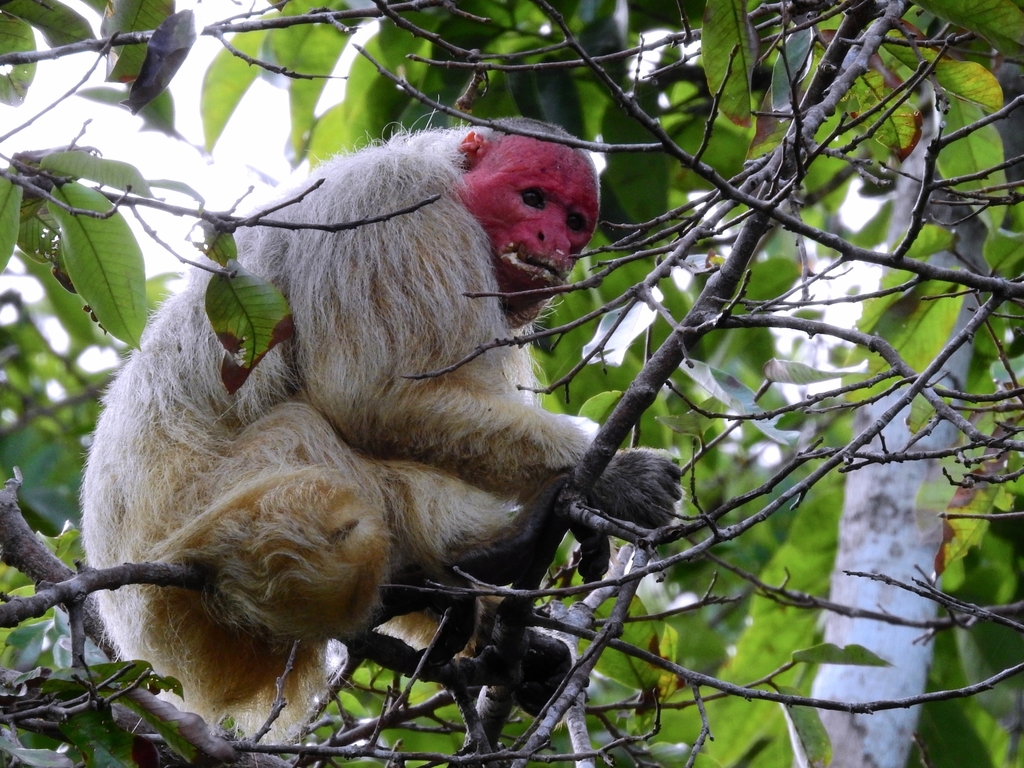 Bald Uakari reference