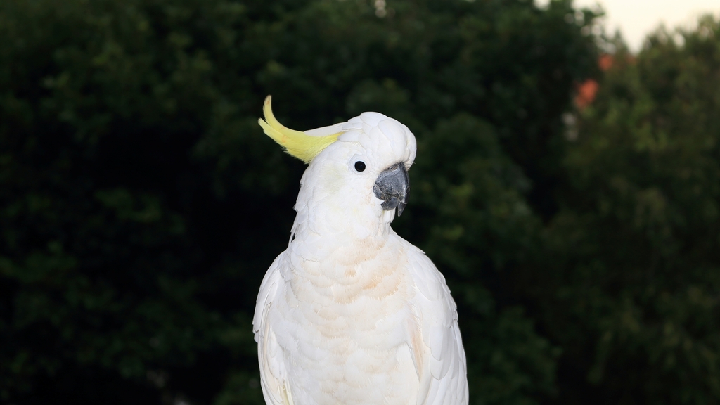 Sulphur-crested Cockatoo reference