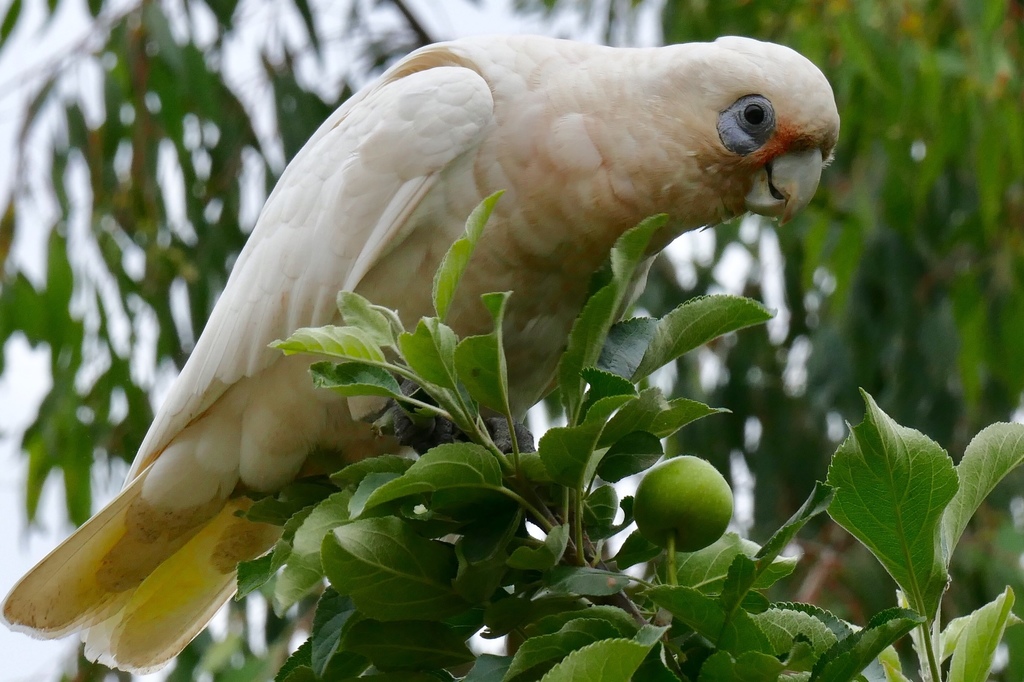 Little Corella reference