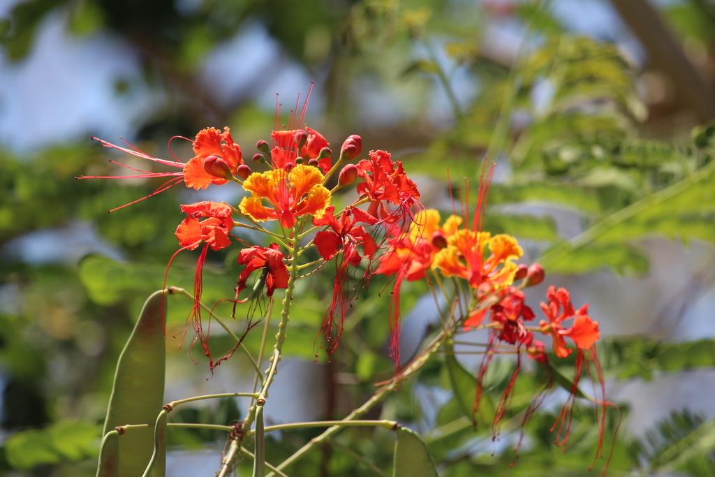 Peacock Flower reference
