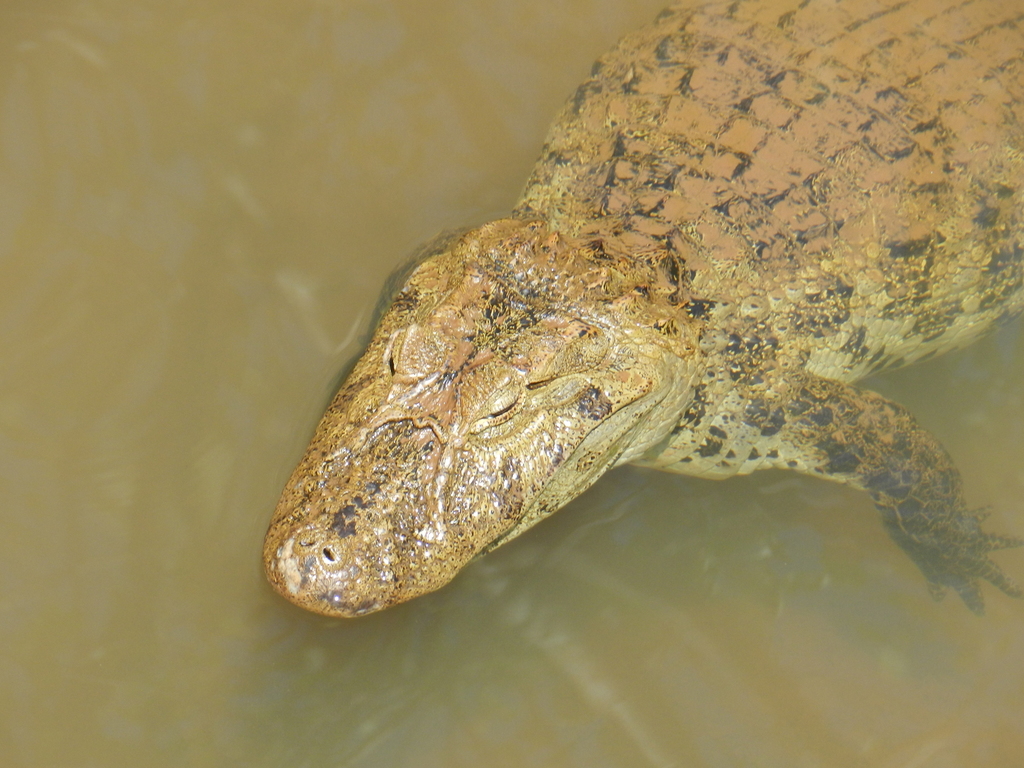 Broad-snouted Caiman reference