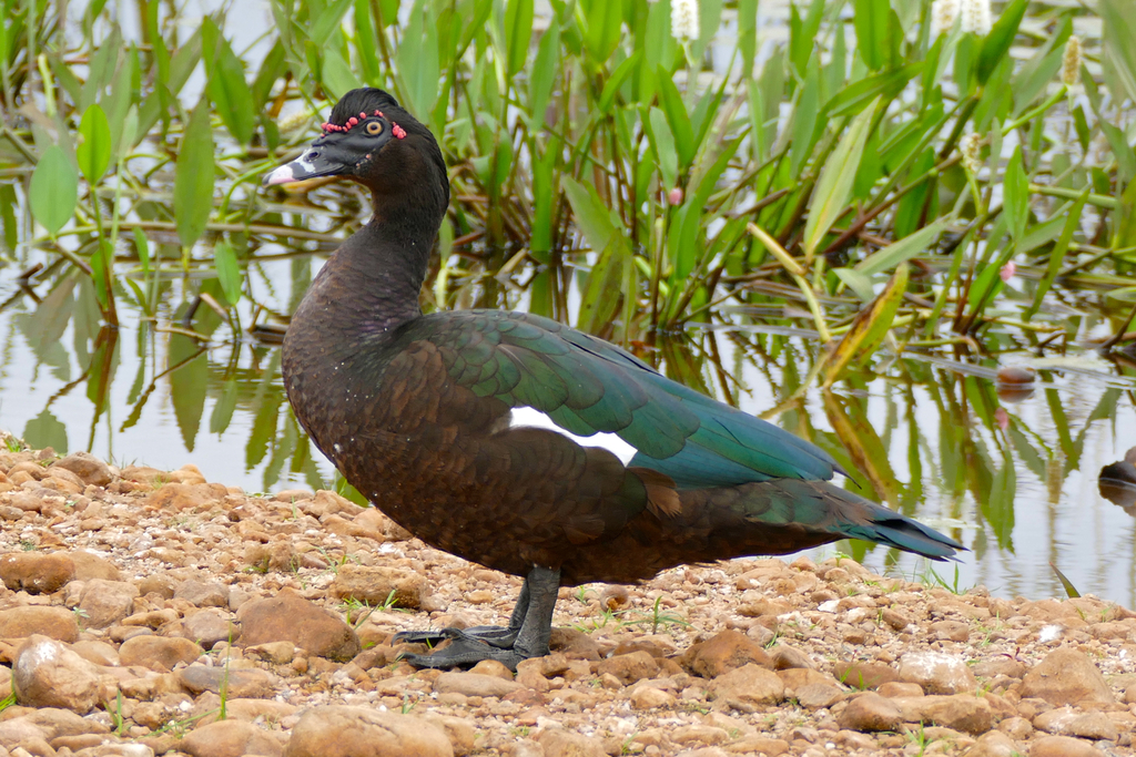 Muscovy Duck reference