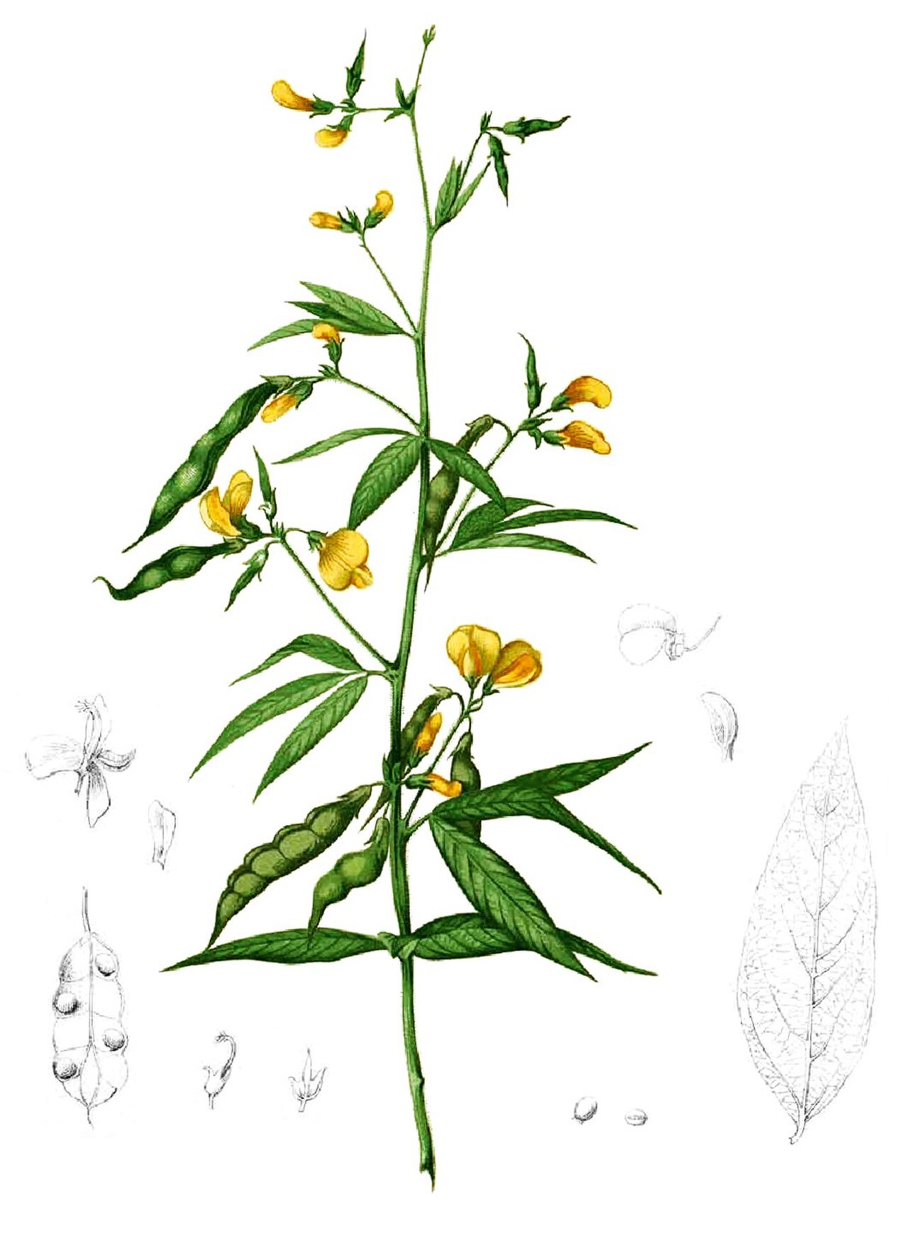 Pigeon Pea reference