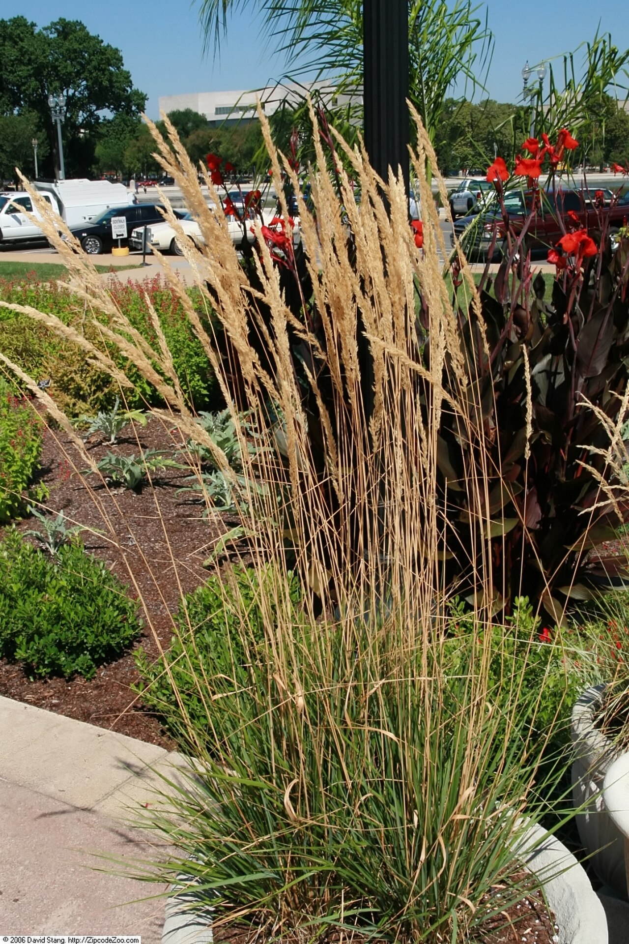 Calamagrostis acutiflora reference