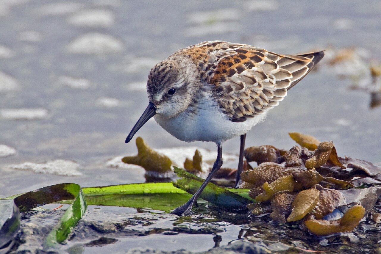 Western Sandpiper reference