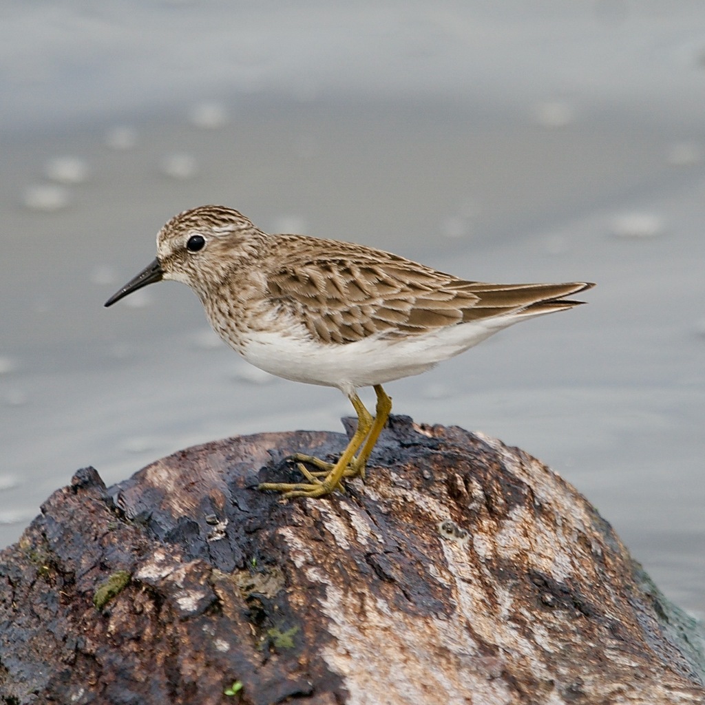 Least Sandpiper reference