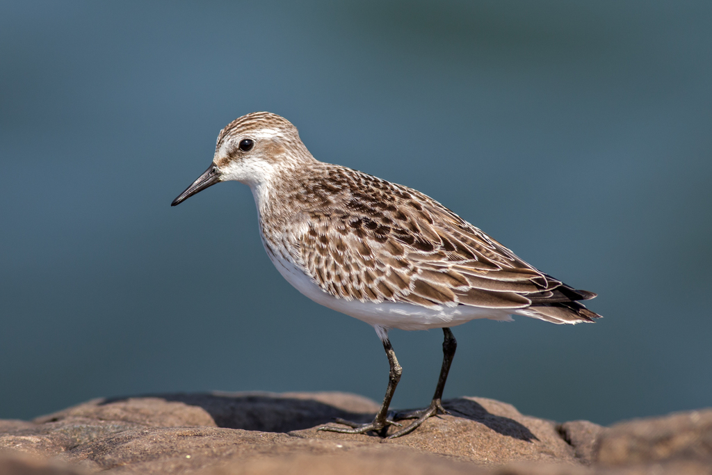 Semipalmated Sandpiper reference