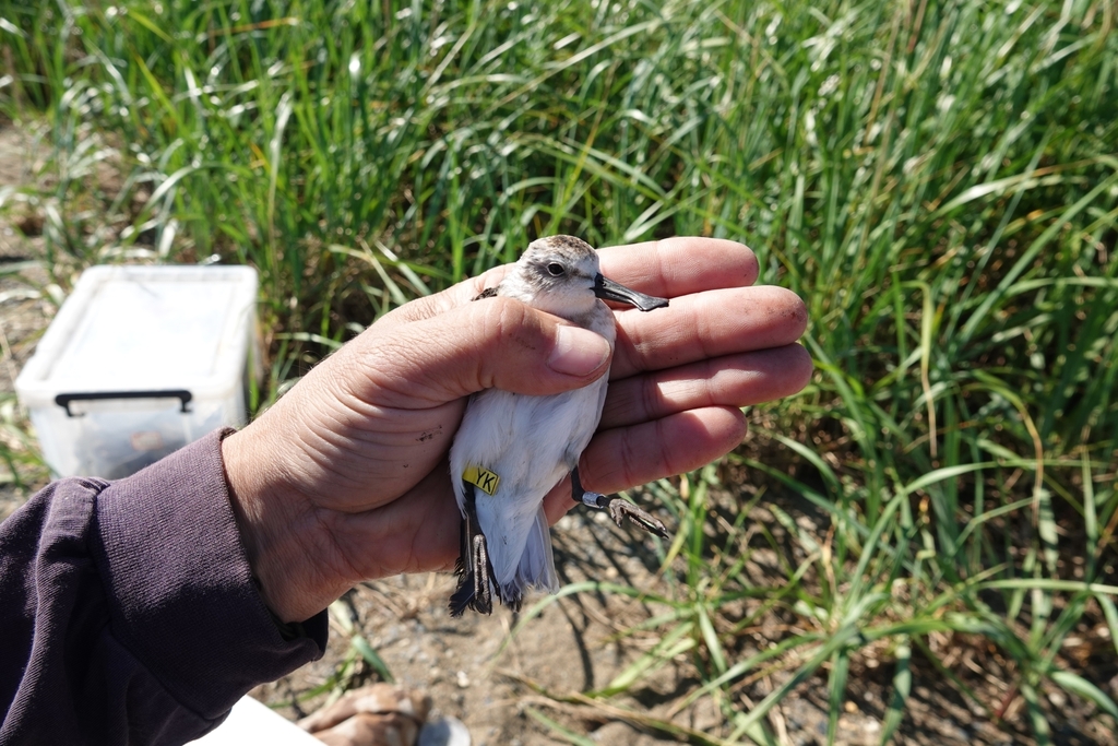 Spoon-billed Sandpiper reference
