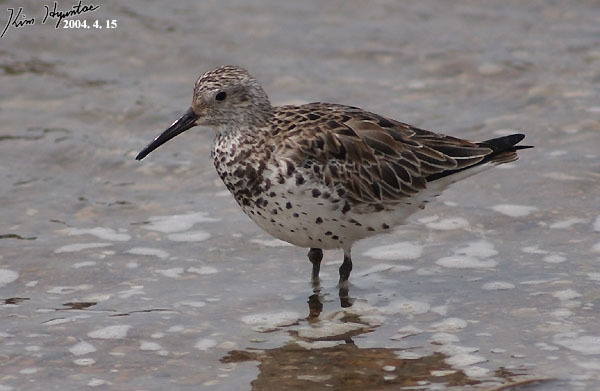 Great Knot reference