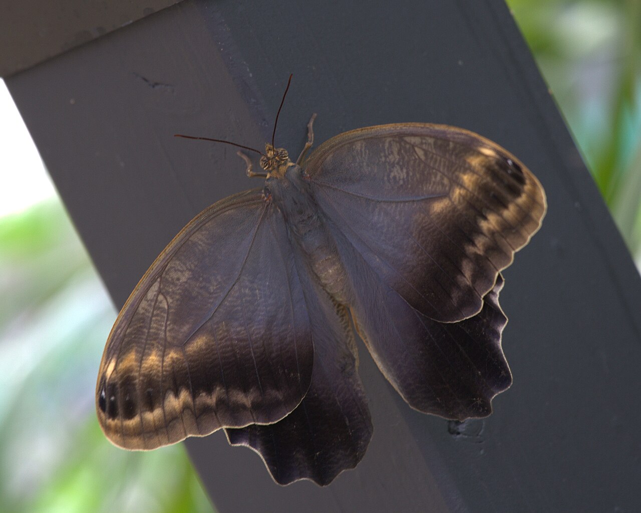 Caligo memnon reference