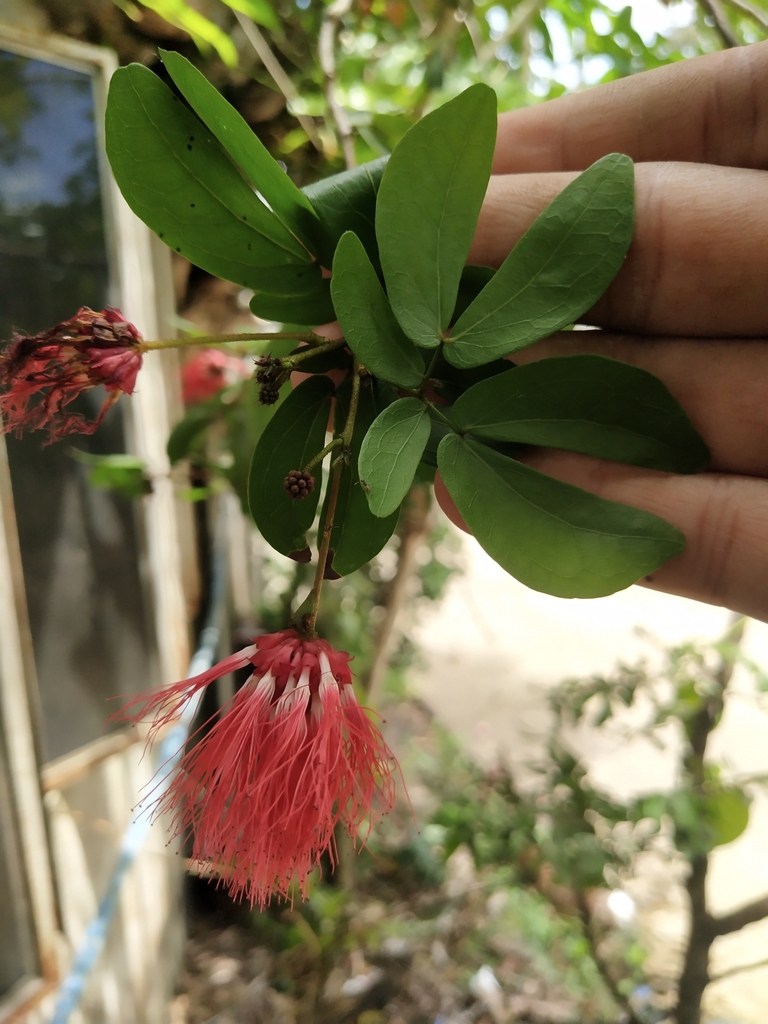 Calliandra emarginata reference