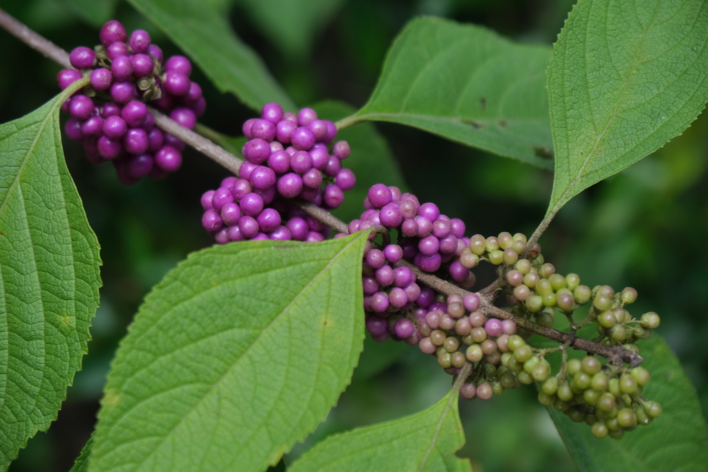 American beautyberry reference