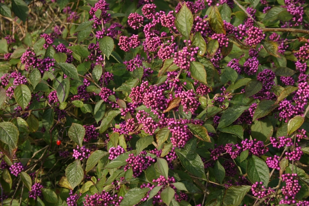 Bodinier's Beautyberry reference
