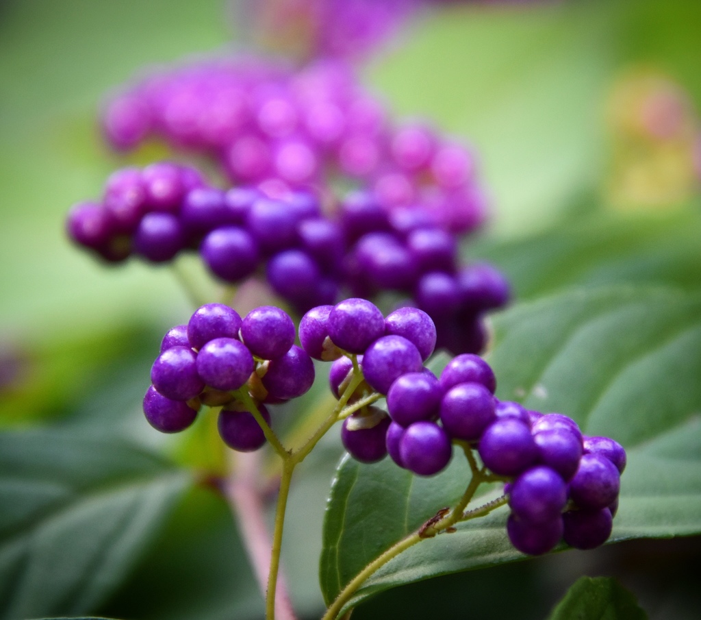 Purple Beautyberry reference