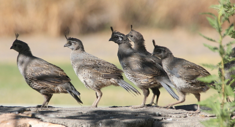 California Quail reference