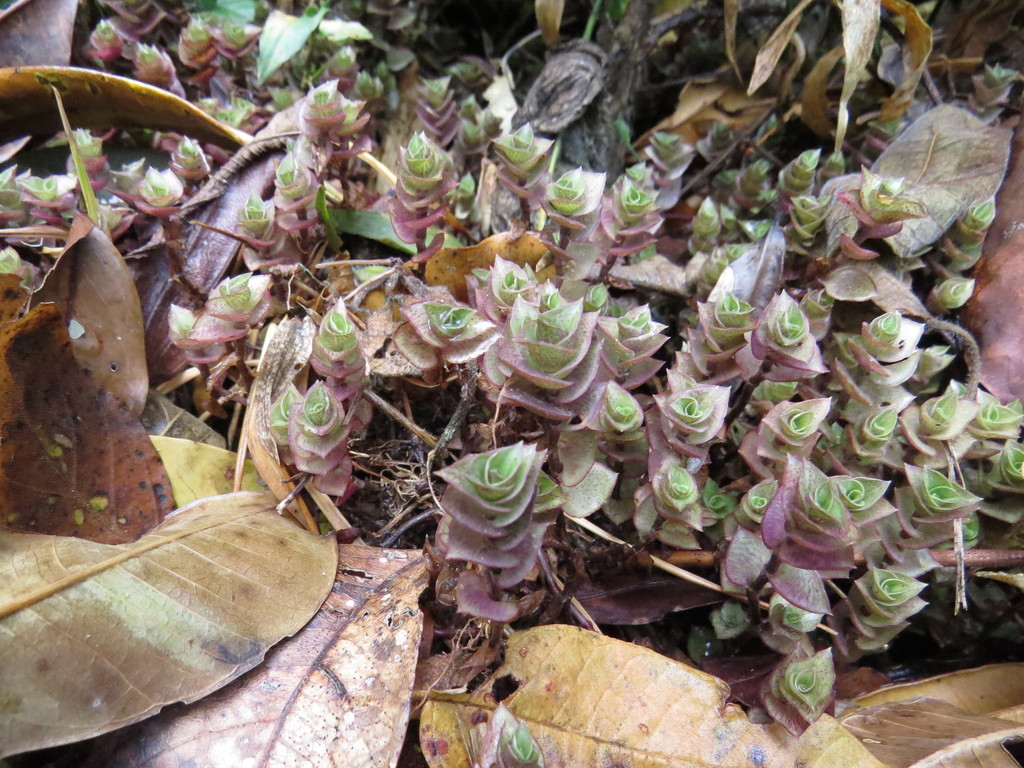 Creeping Inch Plant reference