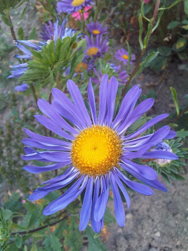 Chinese Aster reference