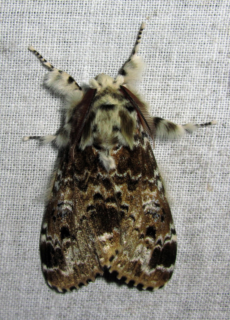 Pale Tussock Moth reference