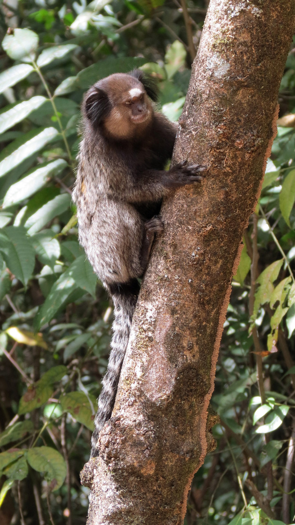 Black-tufted-ear Marmoset reference
