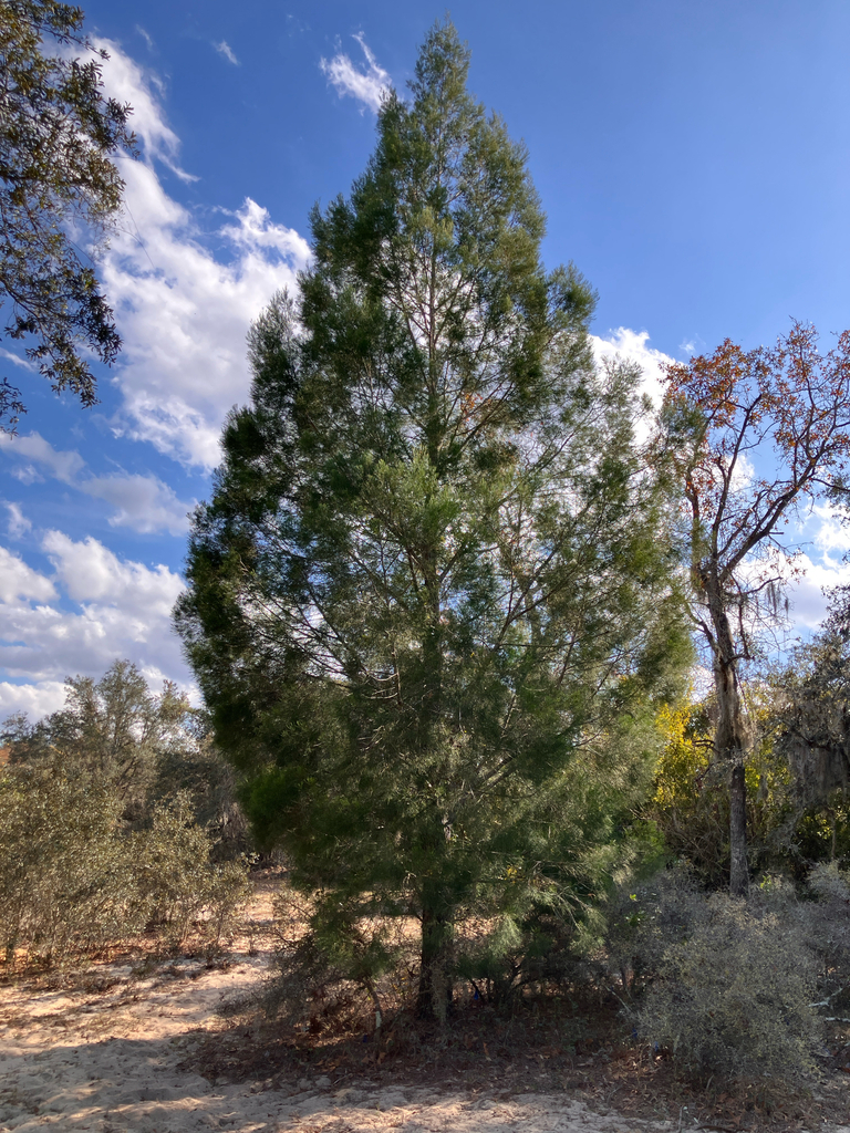White Cypress-pine reference