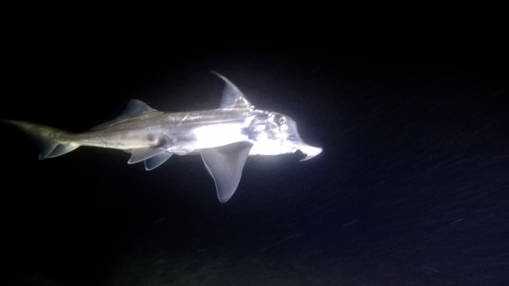 Australian Elephantfish reference
