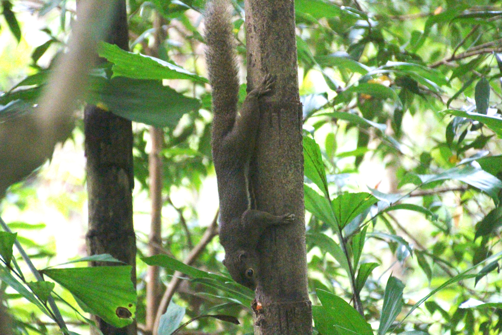 Plantain Squirrel reference