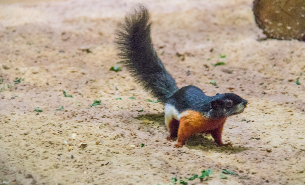 Prevost's Squirrel reference