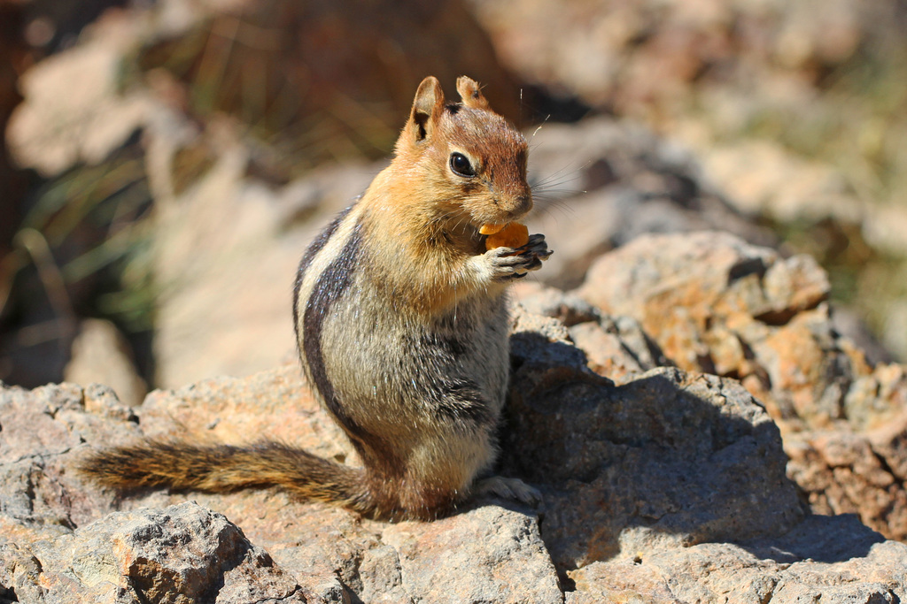 Golden-mantled Ground Squirrel reference