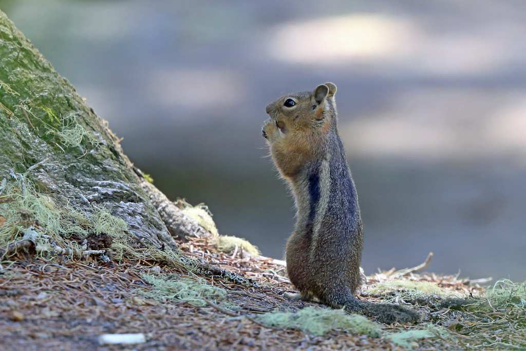 Cascade Golden-mantled Ground Squirrel reference