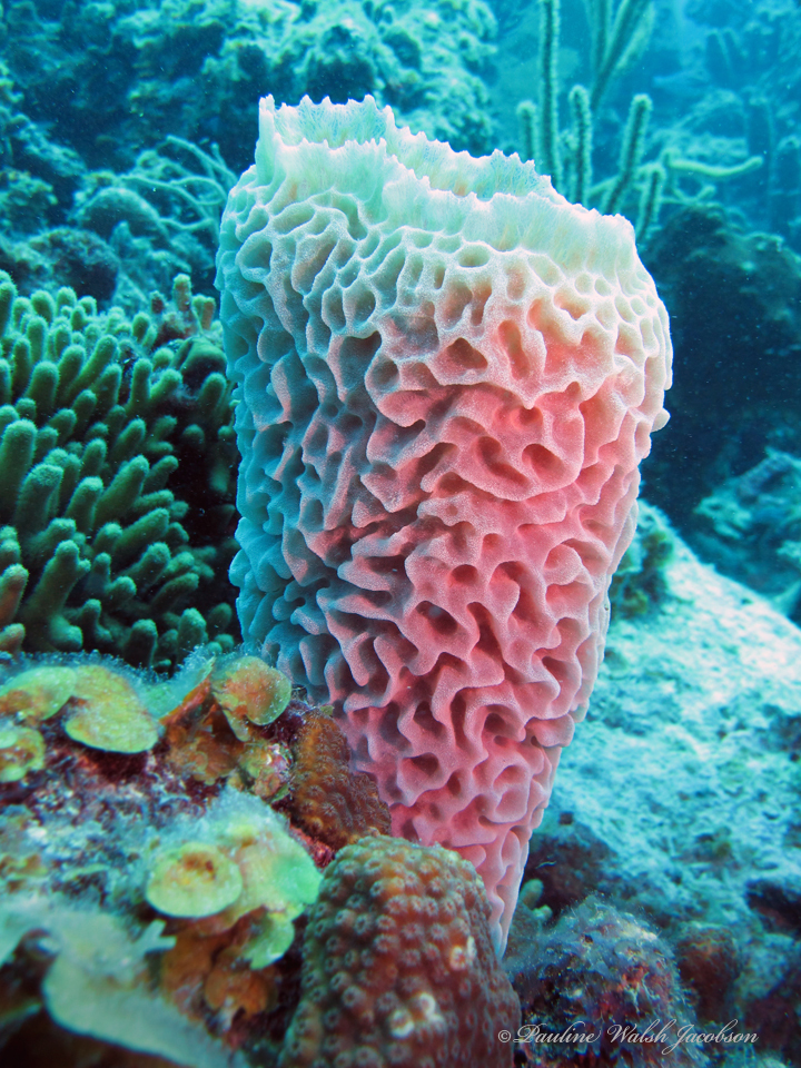Azure Vase Sponge reference