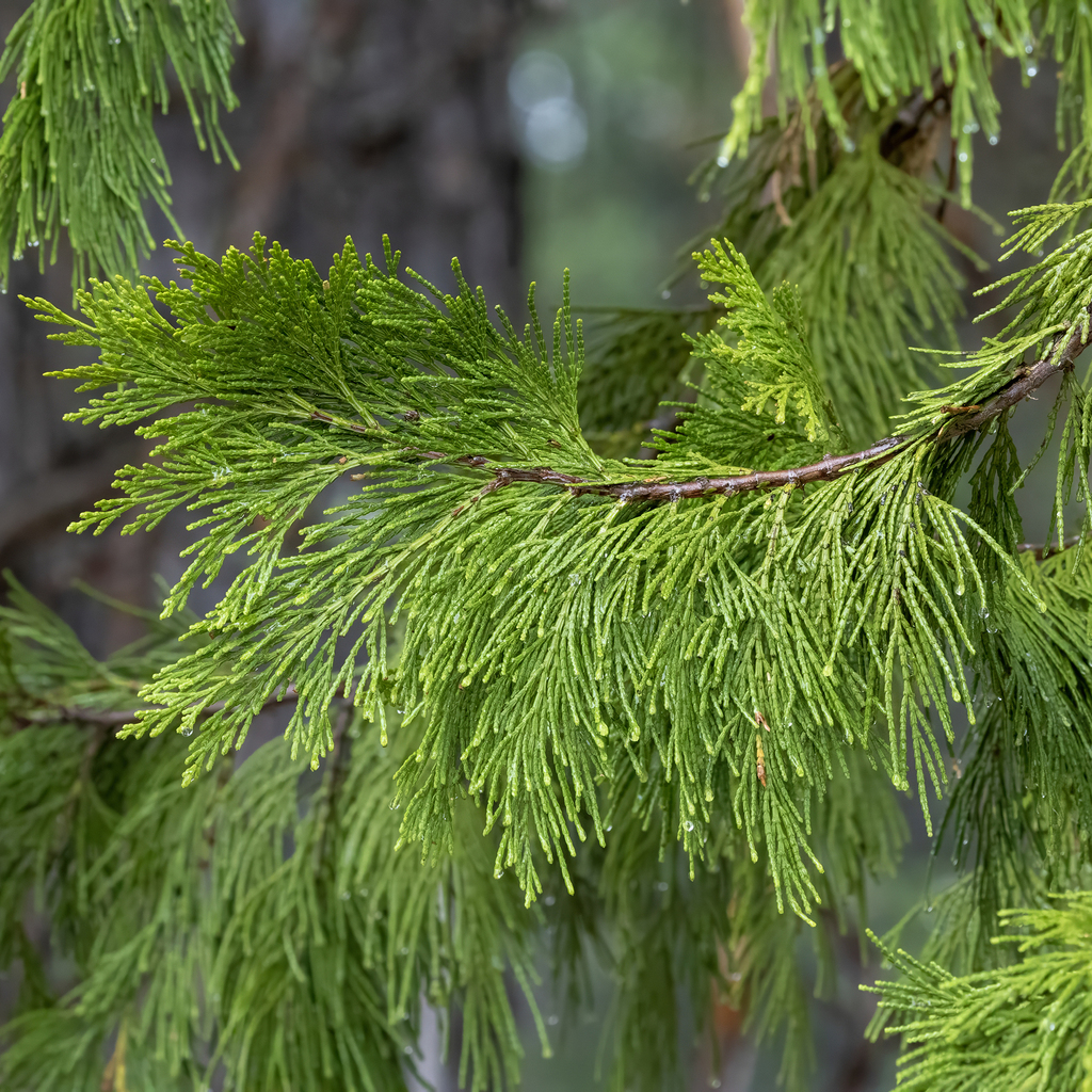 California incense-cedar reference