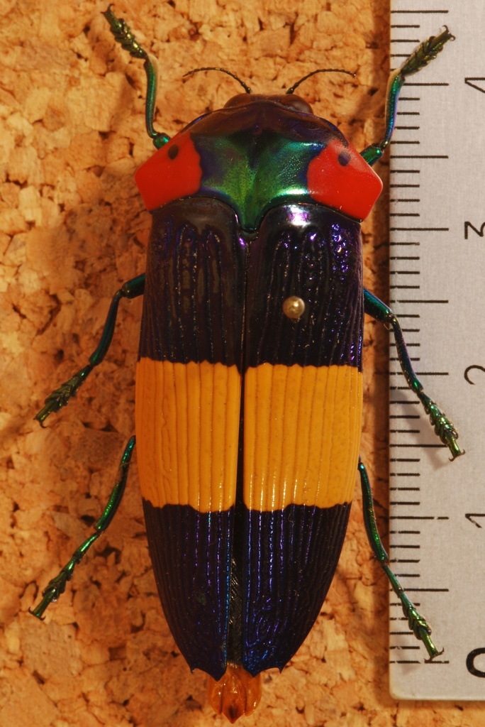 Highland Jewel Beetle reference