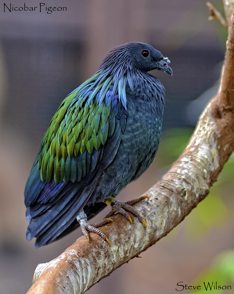 Nicobar Pigeon reference